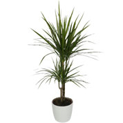 Interior Plant - Dracaena + White Cachepot